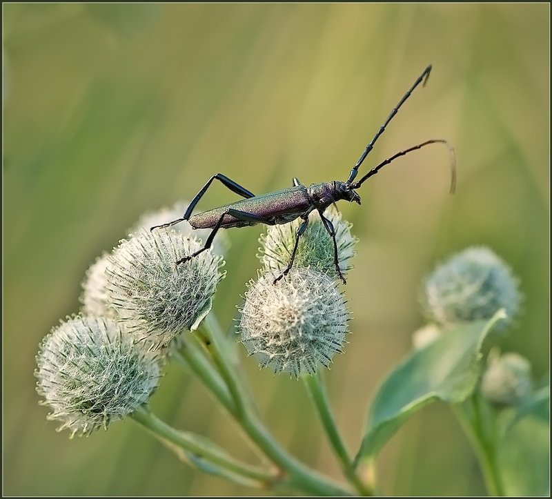 Дневной дозор.photo preview
