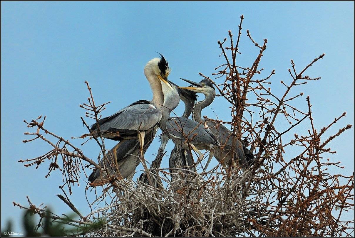 Проглоты 2 ). Автор: Александр Чувилин цапля,серая,гнездо,птенцы,кормление,июнь, Александр Чувилин