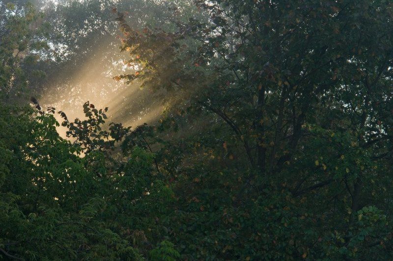 яблоки, свет, осень, листва, утро Яблокиphoto preview