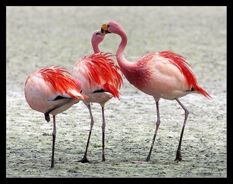 фламинго,боливия Танго втроем... фото превью