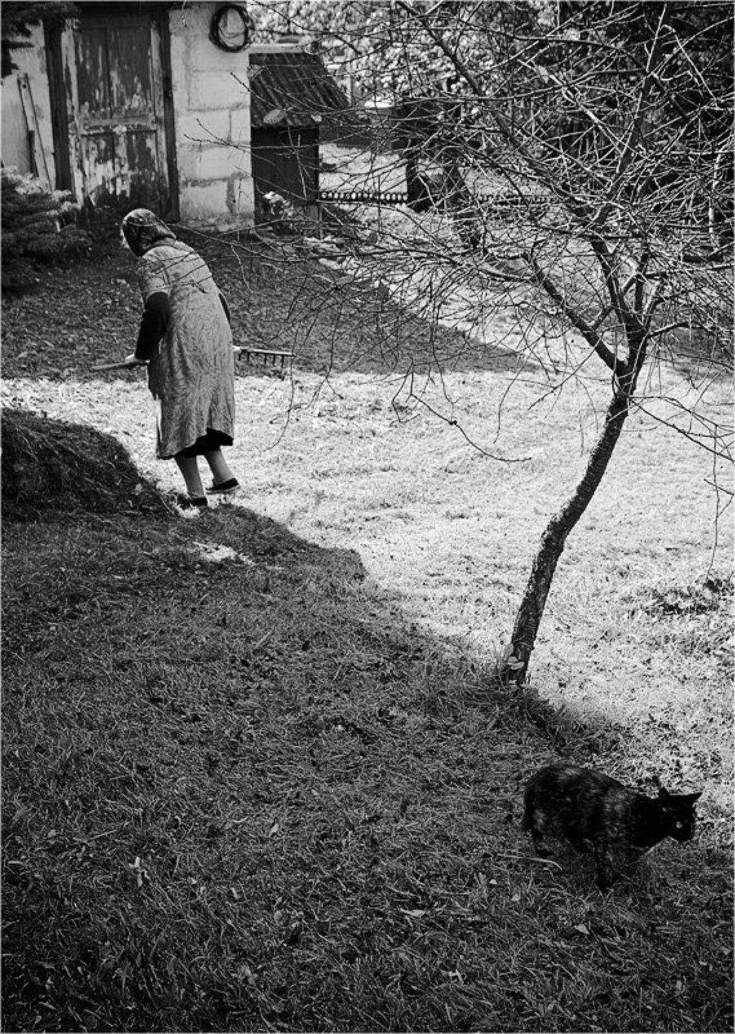 бабушка, кошка, дерево, Nethunter