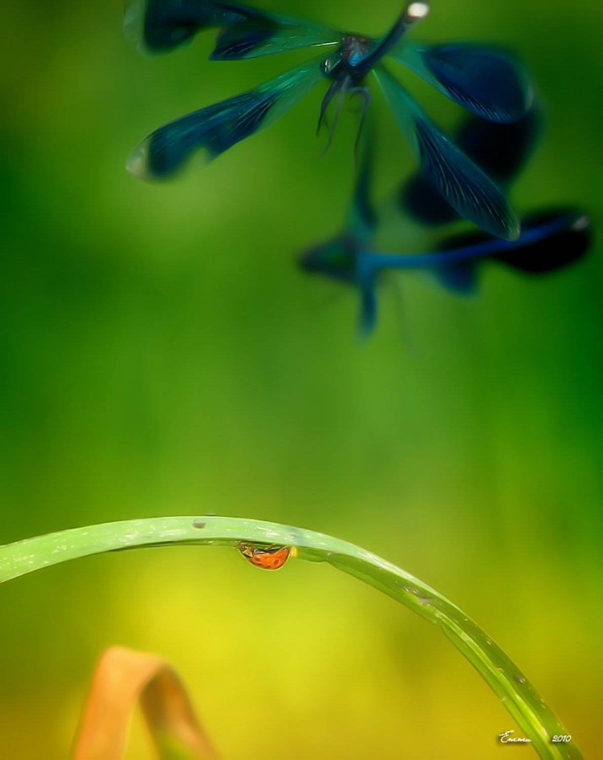 природа, насекомые, стрекозы, етти