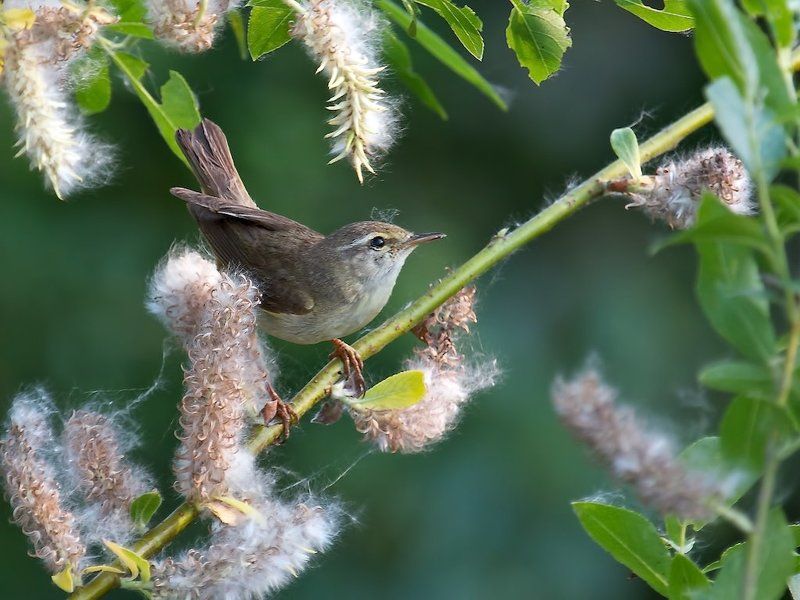 птицы , пеночка-весничка , фотоохота Пушинкиphoto preview