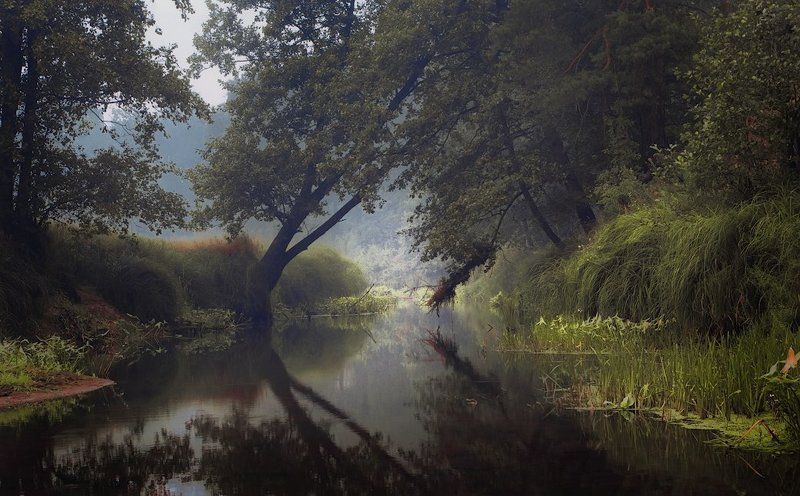 В дымной тишине. Август 2010photo preview