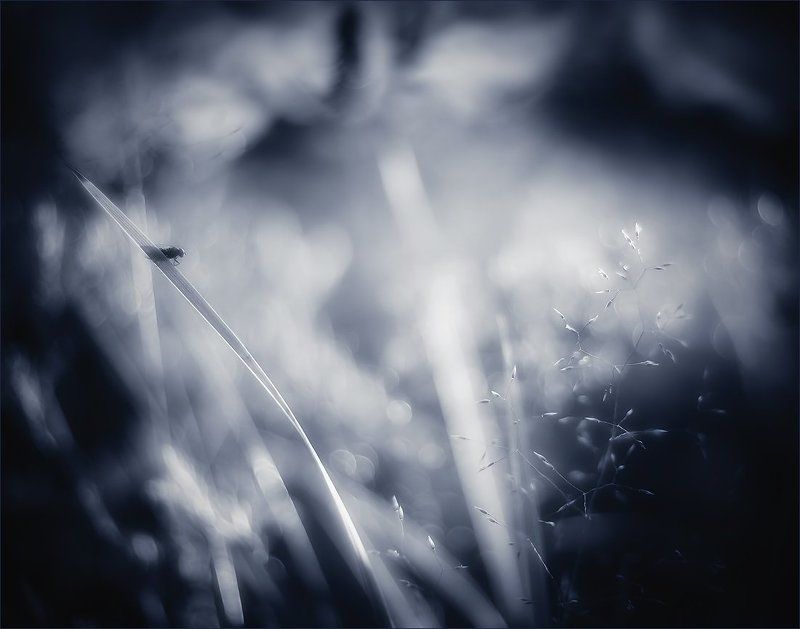 сон Ее сонphoto preview