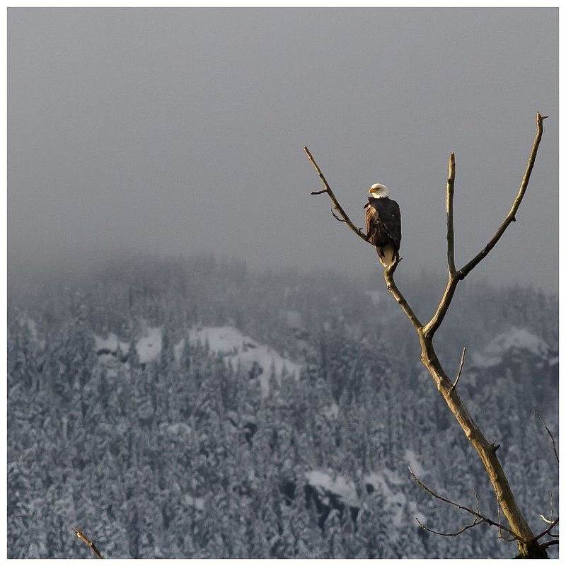 Дозорныйphoto preview