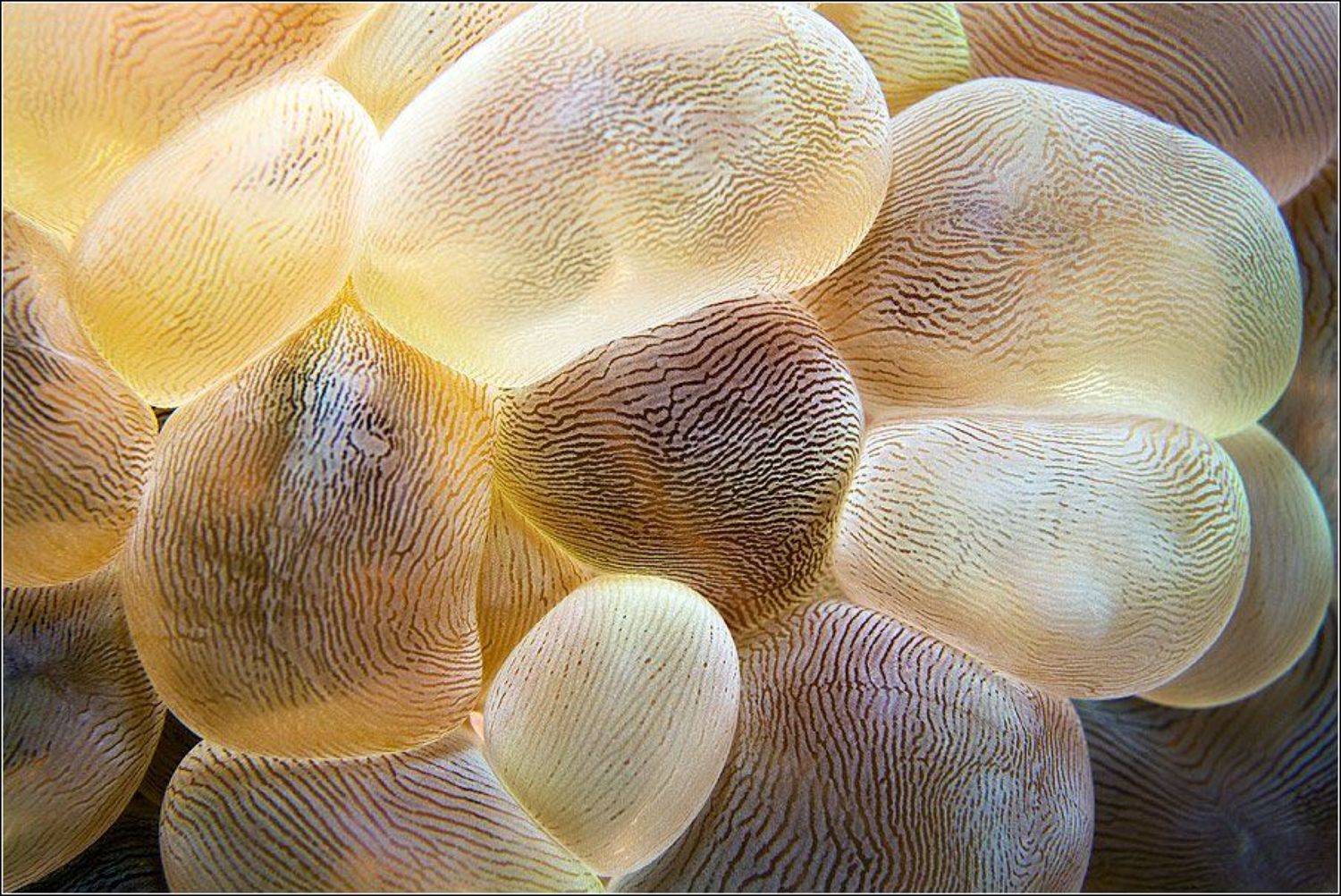 , Владимир Жданов