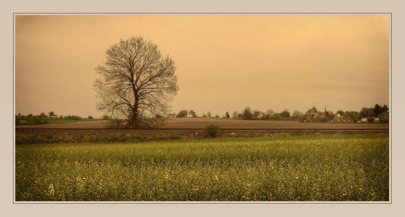 небо, пейзаж, поля, дерево lonely tree at road (version)photo preview