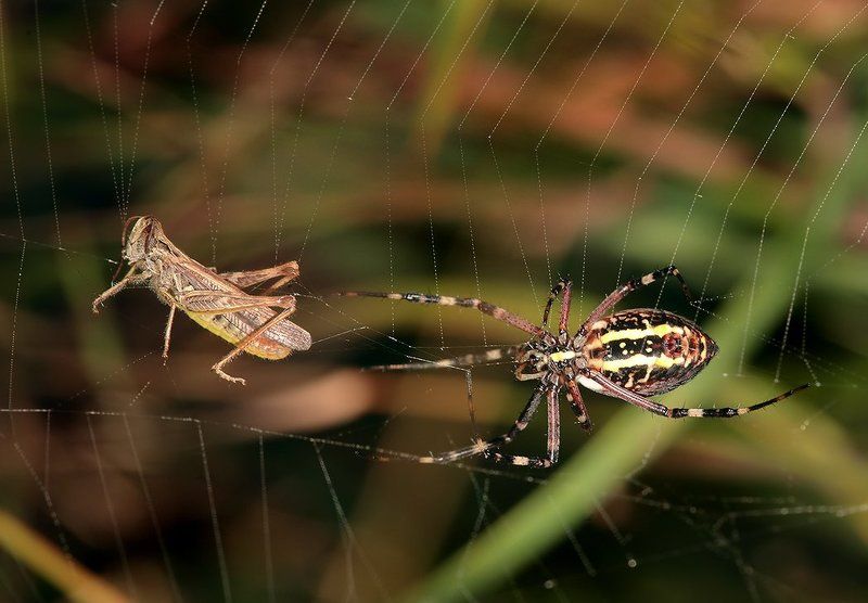 лето, трава, паук, агриопа Вот сейчас я вас настигну и тогда мы похохочем... фото превью