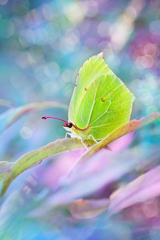 макро, бабочка, боке, лимонница, крушинница  photo preview