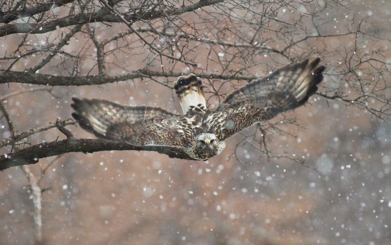 Зимняк (Buteo lagopus).photo preview