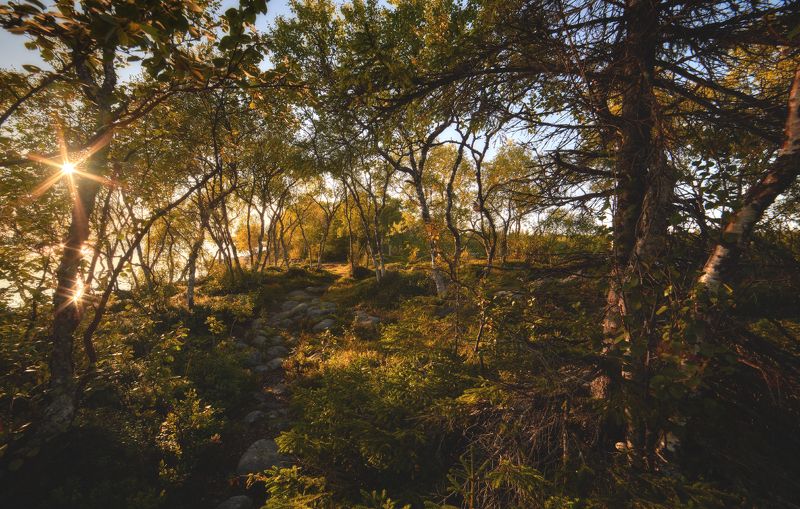 #dervod #drevo #Соловки Филипповские садкиphoto preview