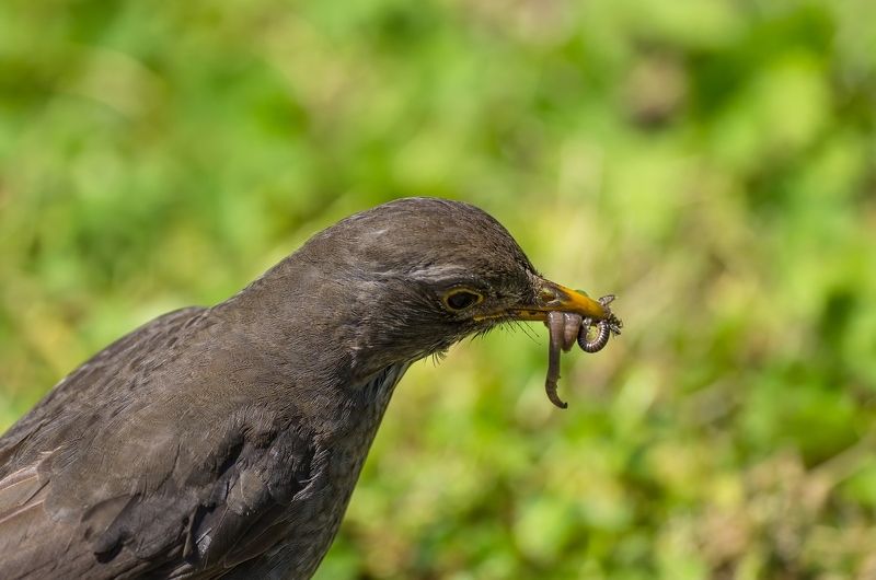 Обеденное менюphoto preview