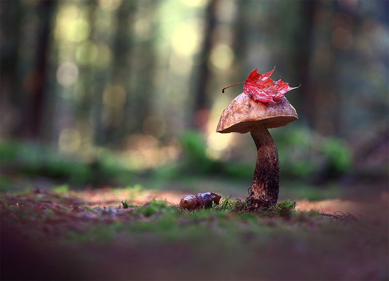 Осень,лес,гриб. Франт.photo preview