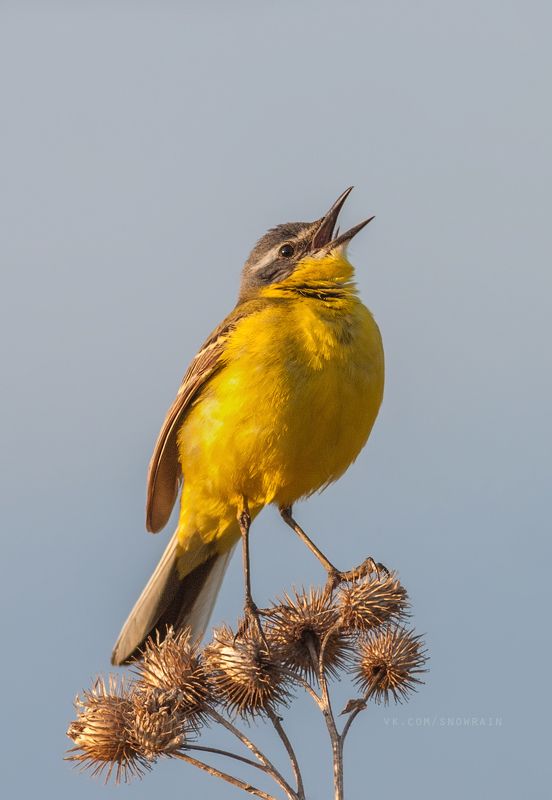 желтая трясогузка, птицы, фотоохота, birds, wildlife photography, motacilla flava, nature, birdwatching, природа Желтые трясогузкиphoto preview