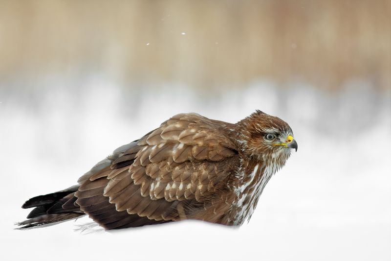 ... фото превью