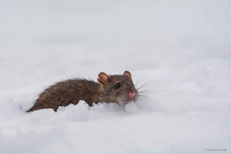 Скажи, караванщик: Когда же вода ?photo preview