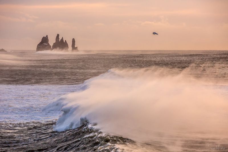 reynisfjara. iceland. Seagull playing with waves. Reynisfjara. Iceland.photo preview