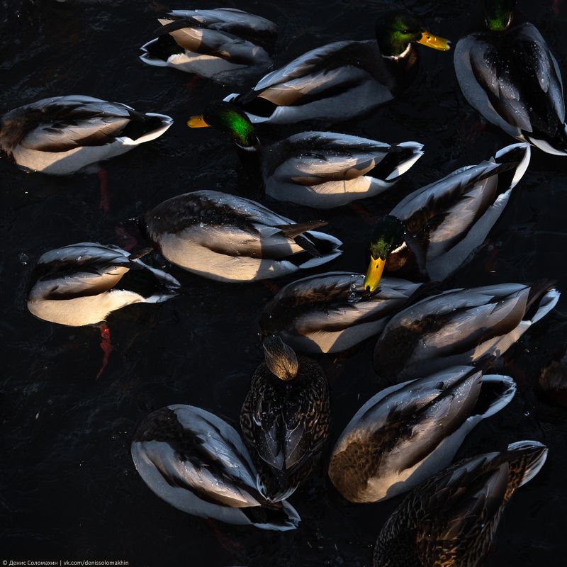 #алтай #алтайскийкрай #зима #кряквы #птицы #озеро #светлое #озеросветлое #утки #лебединыйзаказник #заказниклебединый Семечки \