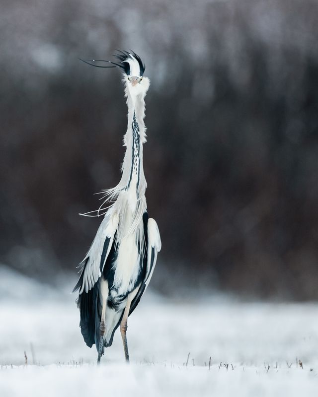 heron, czapla, wildlife, birds, winter, snow Grey Heronphoto preview