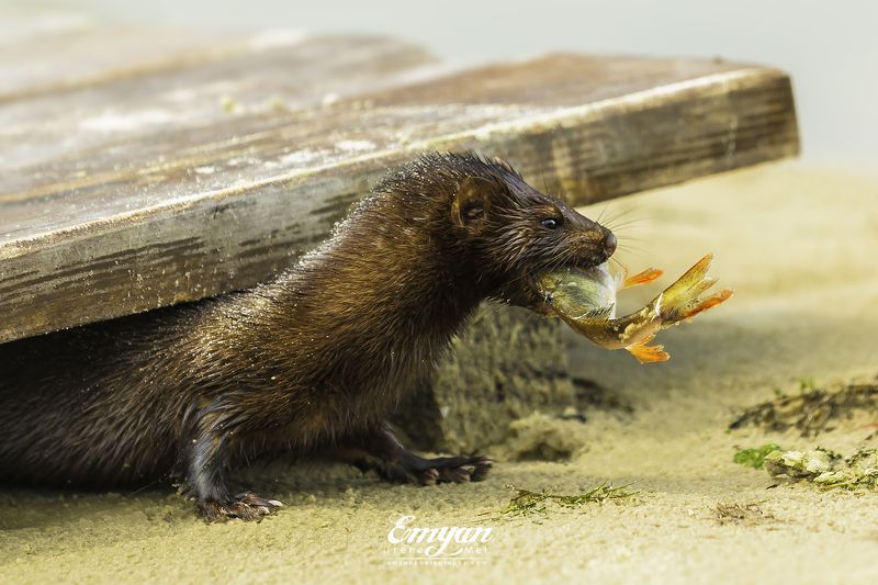mink, european mink, prey, fish, animals, nature, wildlife, норка с добычей, норка, животные Норка с добычейphoto preview