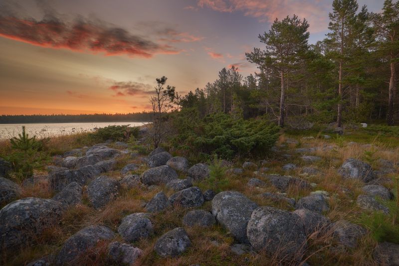 #dervod #drevo #Соловки Берег моря, большой Соловецкий остров photo preview