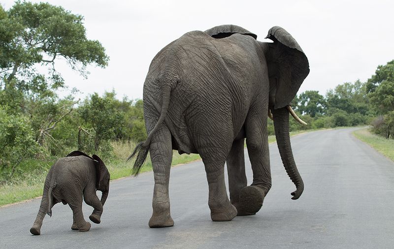 elephants from kruger national park просто слоники из Крюгера:) фото превью