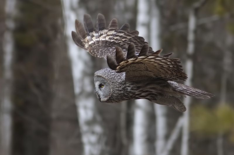 мимолётомphoto preview