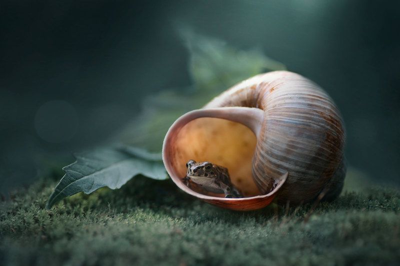 лягушка, ракушка, макро, природа, зеленый лист photo preview