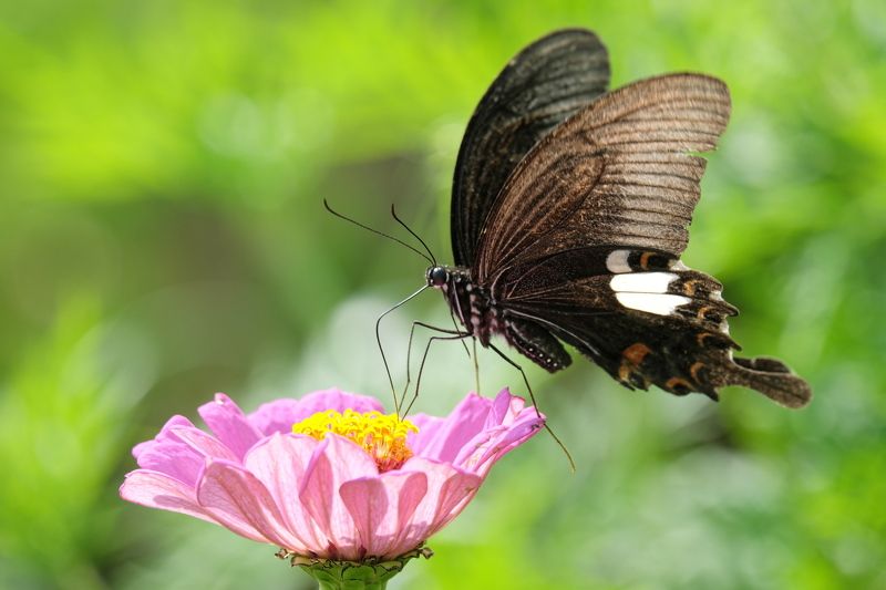 бабочка, непал, гималаи, butterly, nepal, himalayas Гималайская бабочкаphoto preview