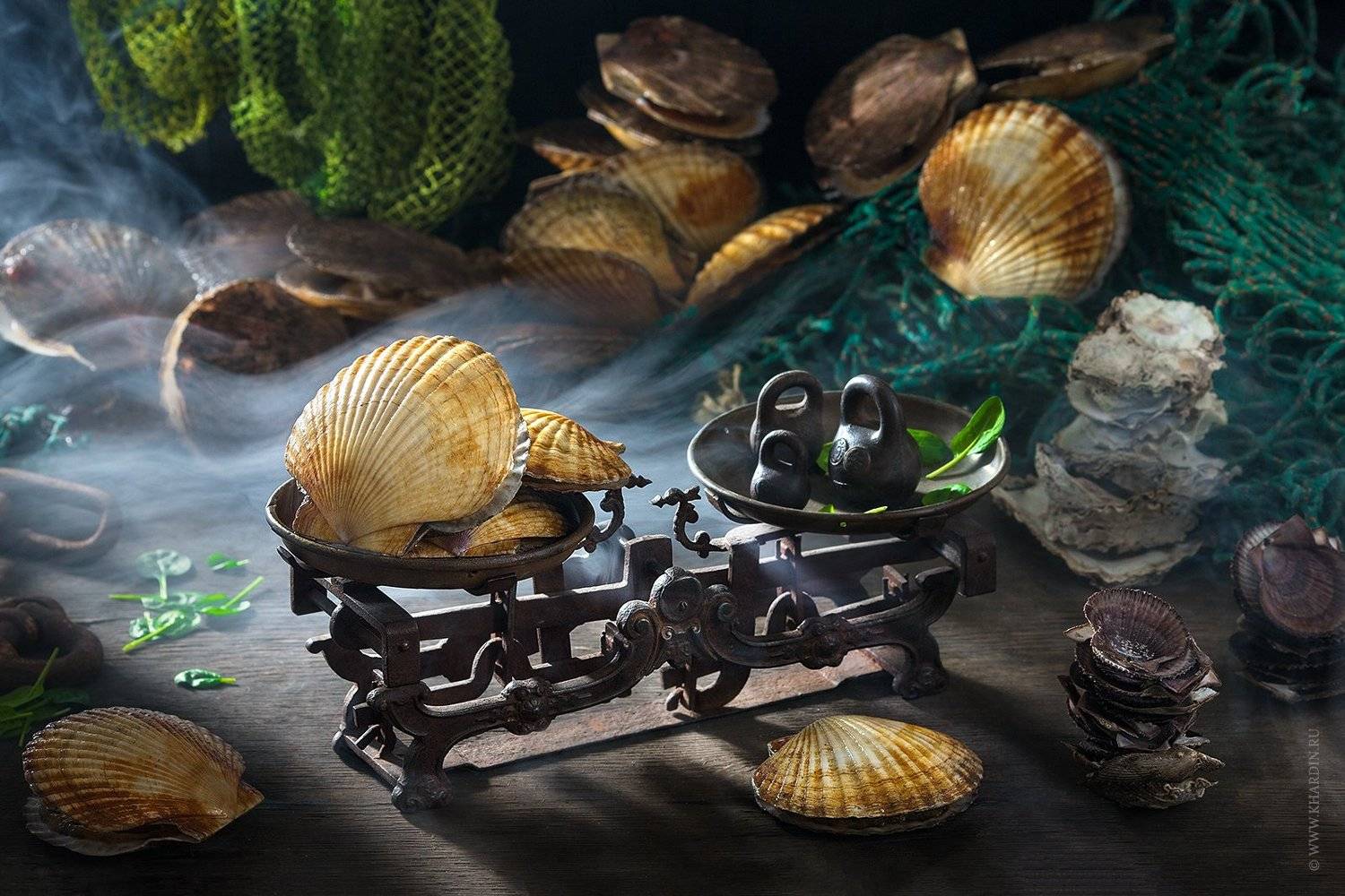 SCALLOP. Автор: Alexander Khardin sea, japan, scallop, shellfish, гребешок, потерянное детство, россия, море, Alexander Khardin