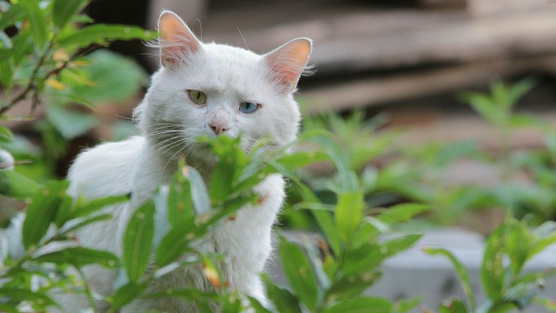 Кот, глаза Внимательно тебя слушаюphoto preview