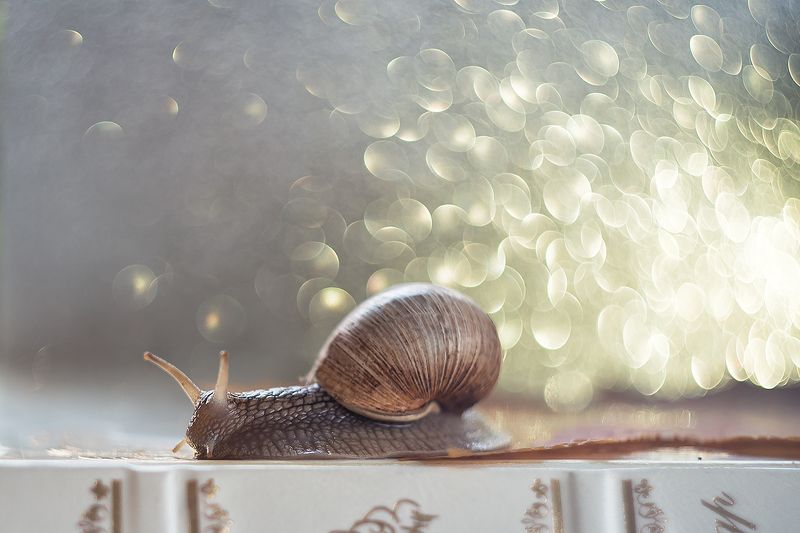 Зимнееphoto preview