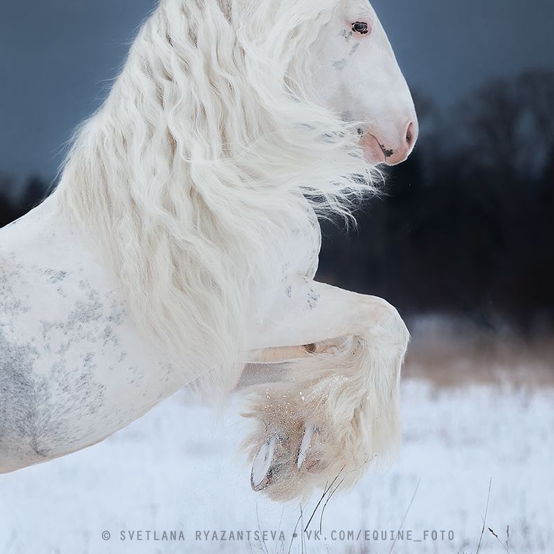 horse, лошадь, лошади, portrait I believe I can flyphoto preview