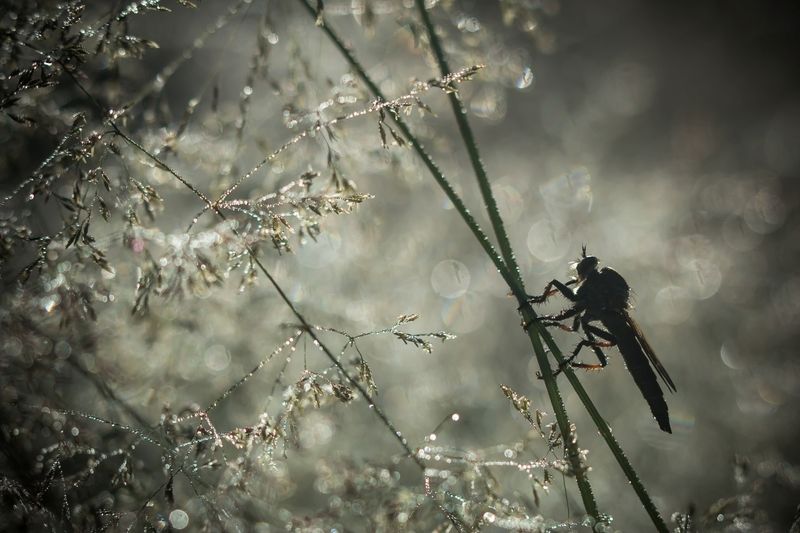 Утро охотника...photo preview