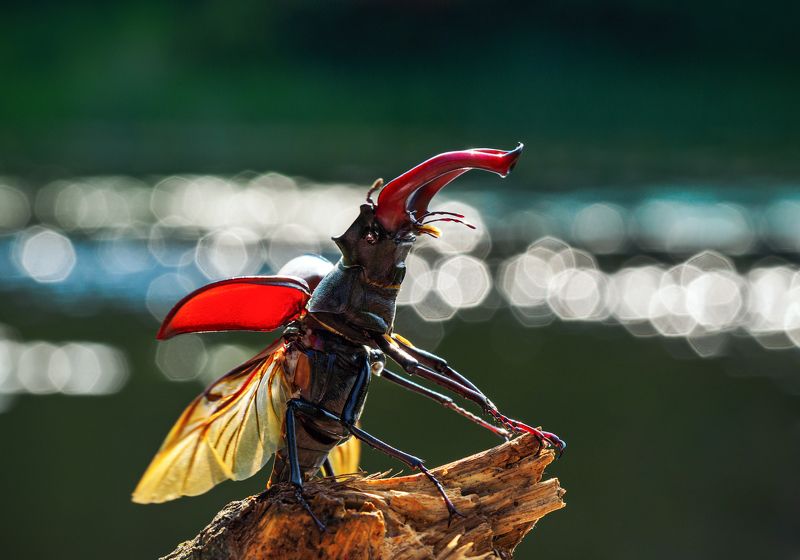 Кавалер.photo preview
