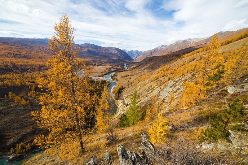 алтай, россия Река Аргут. Алтай фото превью