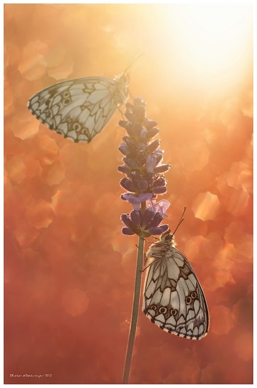 macro nature butterfly Empire of the Sunphoto preview