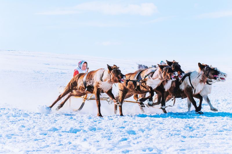 ямал ,салехард ,гонки, ямал, янао, олени, природа, полярный урал \