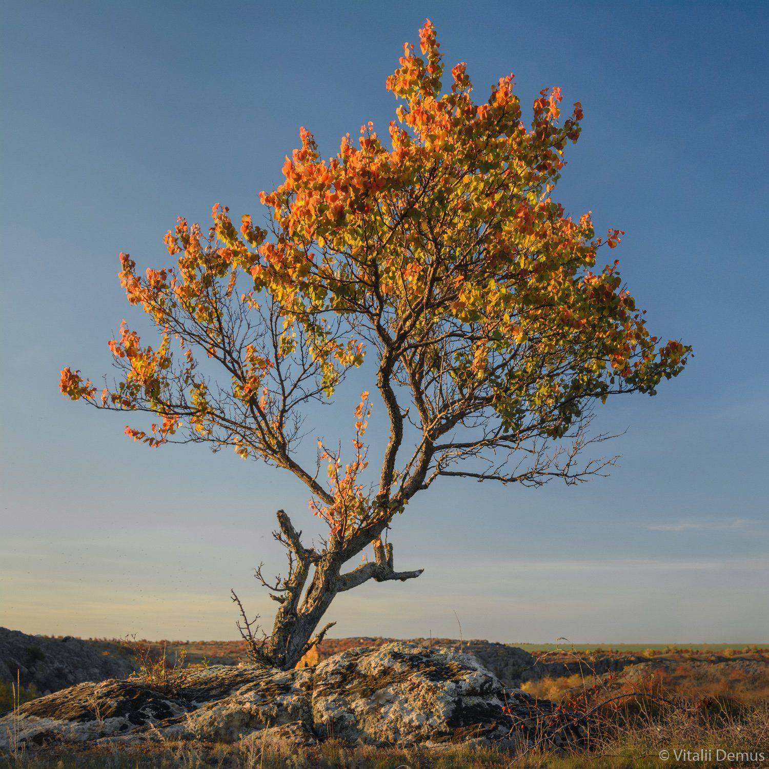 осень, дерево, квадрат, закат, желтый, контраст, яркий, оранжевый, небо, Виталий Демус
