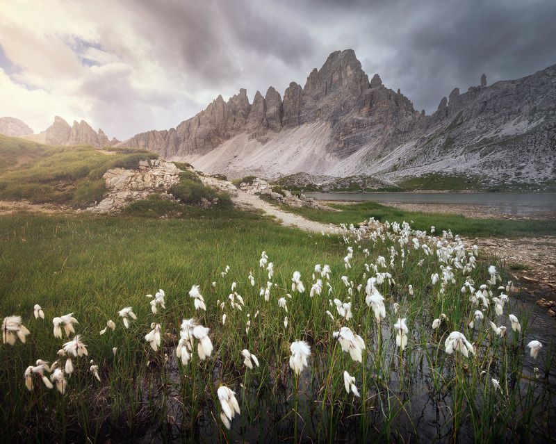 adige, alpine, alps, alto, cime, cliff, climbing, dolomites, dolomiti, europe, evening, flowers, grass, green, hiking, hill, illuminated, italia, italian, italy, landscape, light, marsh, meadow, mire, morning, mountain, nature, outdoor, peak, ridge, rock, The Marsh of New Hopephoto preview