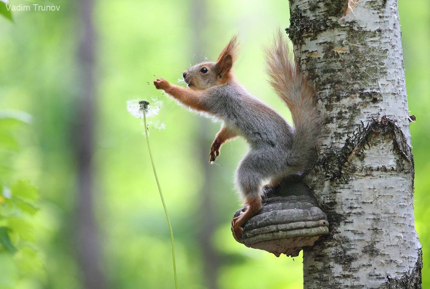, Вадим Трунов