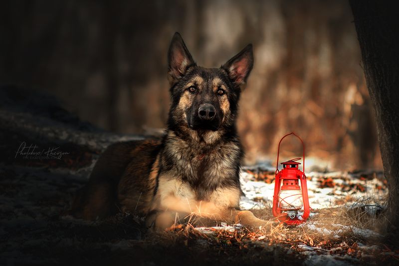 собака, анималистика, зима, лес, портрет, щенок, немецкая овчарка В лесуphoto preview