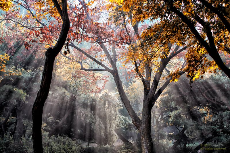 Rays light sunrise trees foliage beam Korea Raysphoto preview