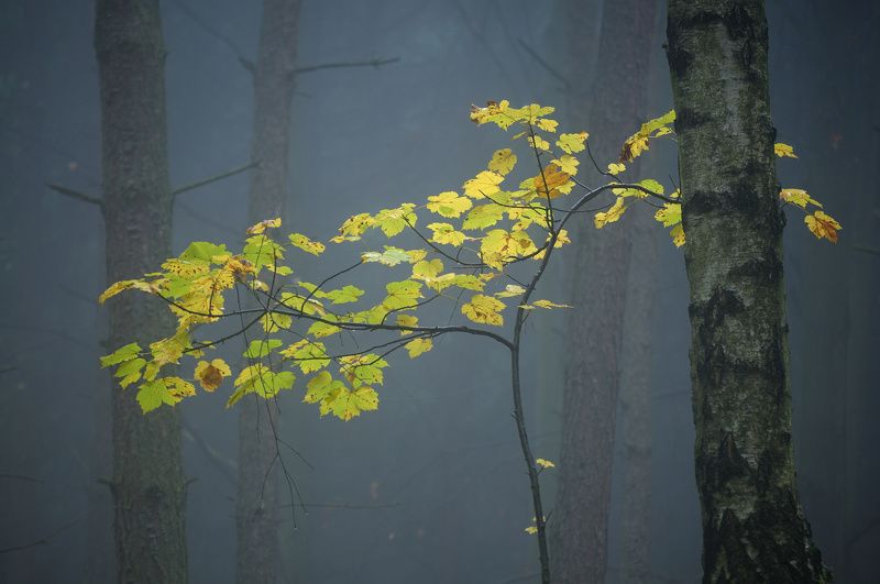 c Autumn forestphoto preview