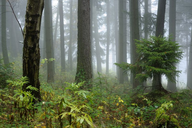 Autumn forest Autumn forest 2photo preview