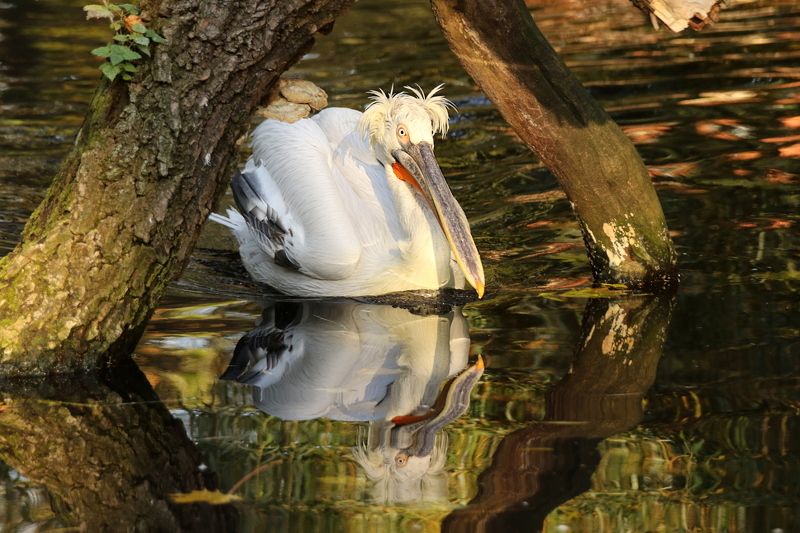 животные, пеликан, пруд, вода, отражение Пеликан на пруду фото превью