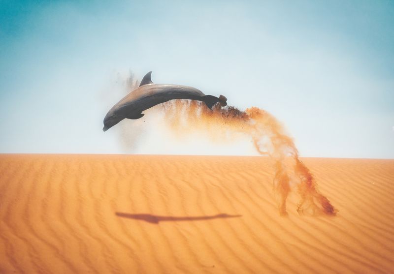 fineart, ., animal FLYphoto preview