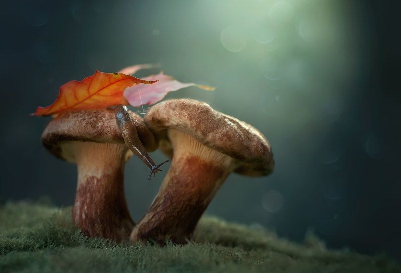 макро, гриб, осенний лист, слизняк, природа photo preview