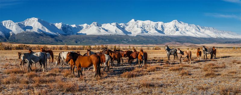 природа, пейзаж, горы, алтай, горный алтай, сибирь, курай, осень, лошади, животные, дикая природа, Алтайские мустангиphoto preview
